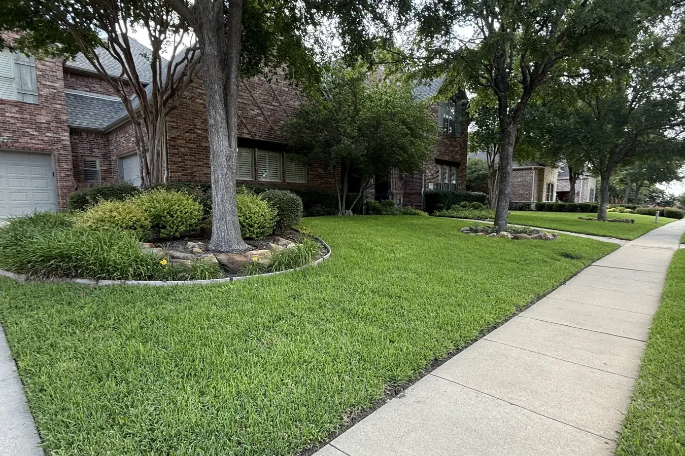New sod installed on a corner lot in Frisco