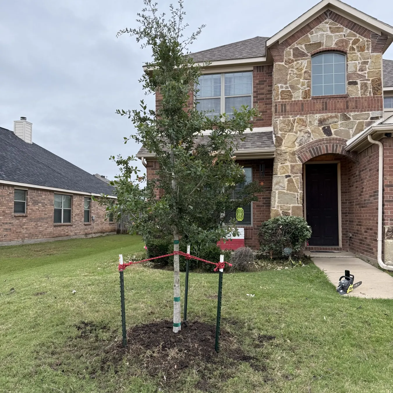 New tree planted and staked in a front yard